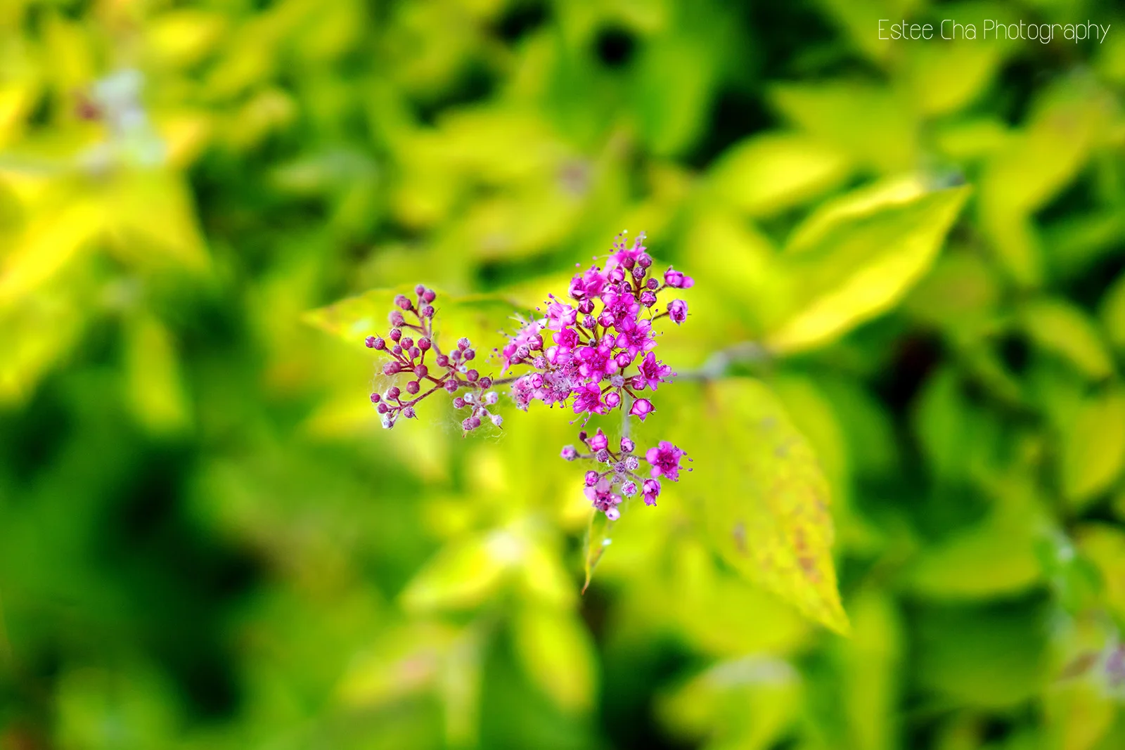 ©Estee Cha Photography