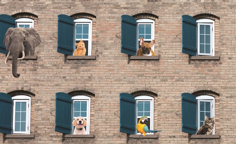 no pets apartments.jpg