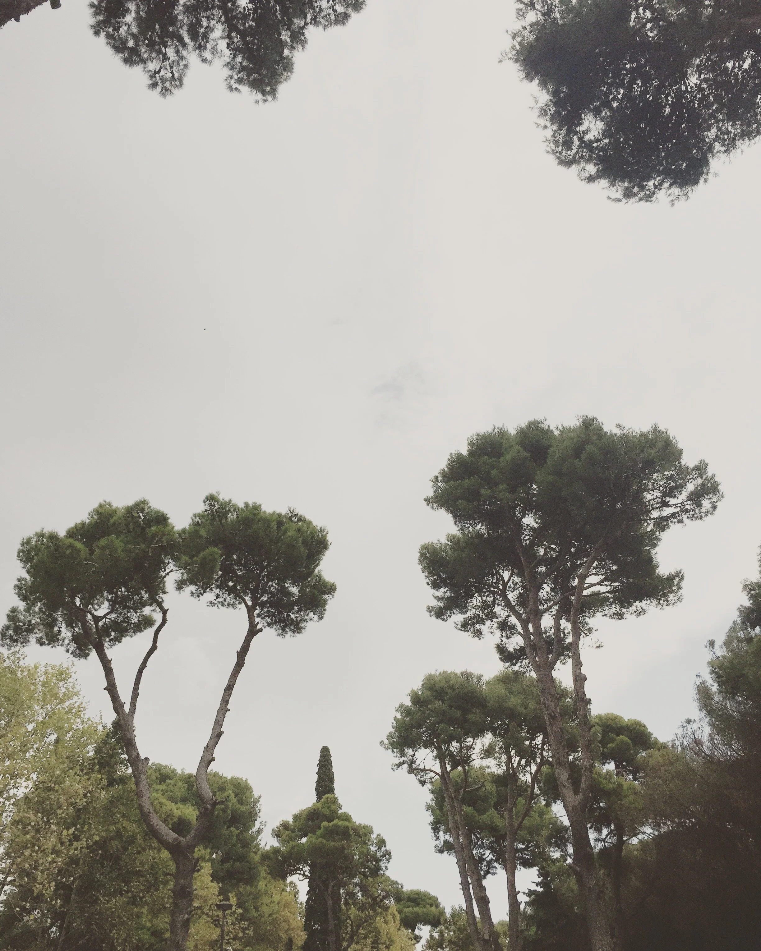 Trees