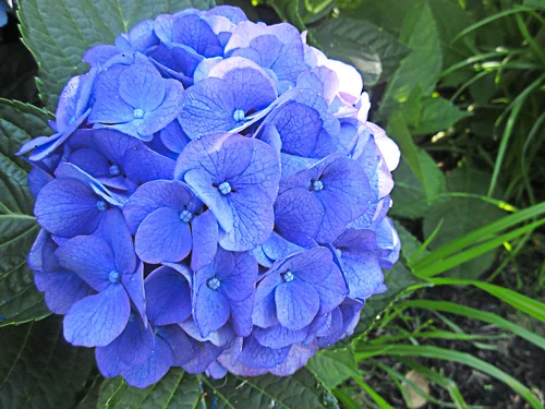 A Hydrangea image taken with a Point and Shoot camera and displayed SOOC