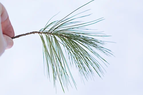 Pine In Fingers.jpg