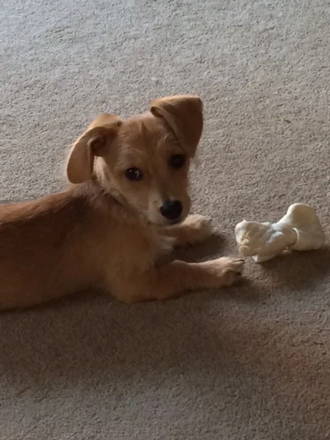 Introducing "Sidney"...our Dachshund/Poodle Mix rescue puppy!!