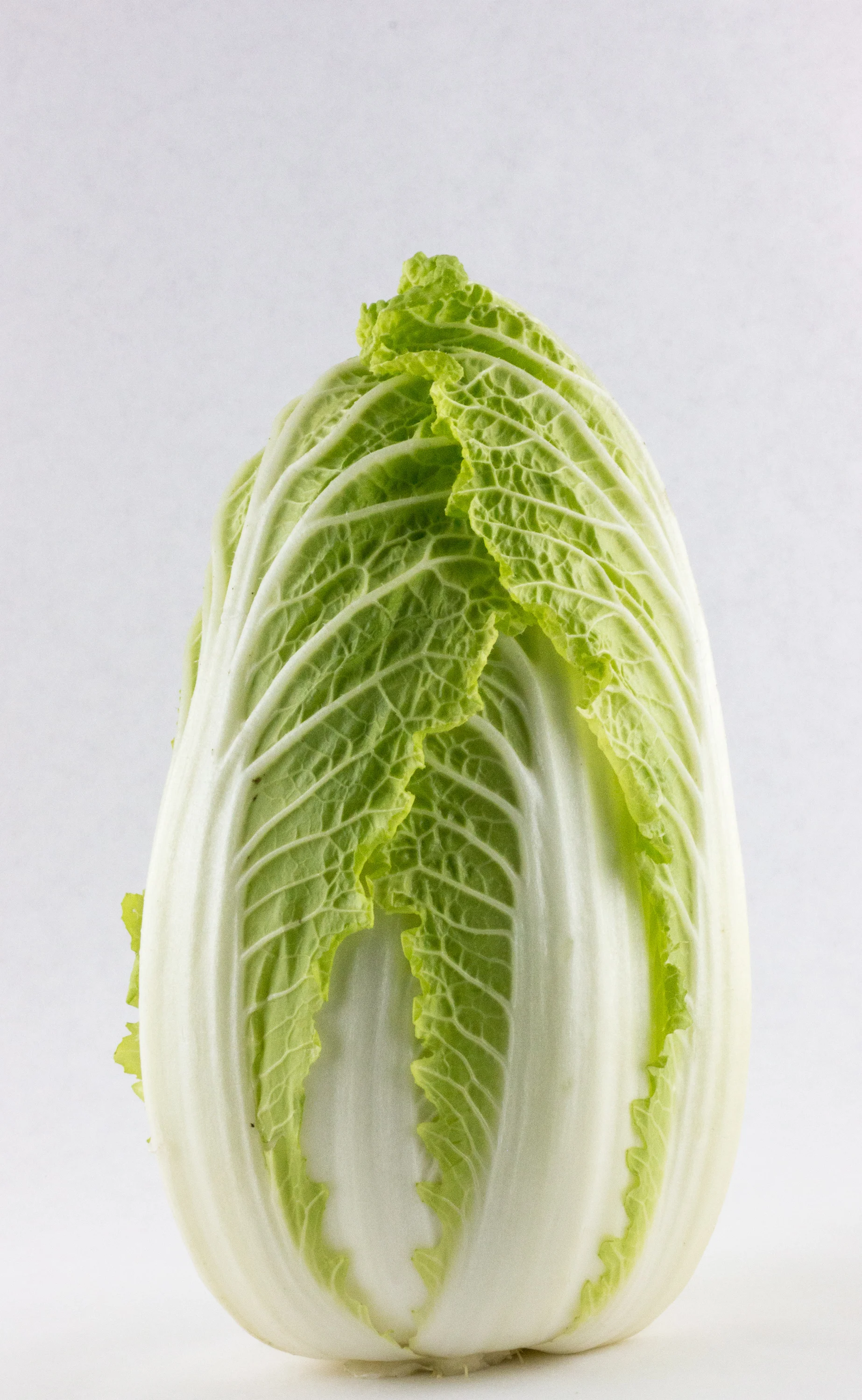 Napa Cabbage
