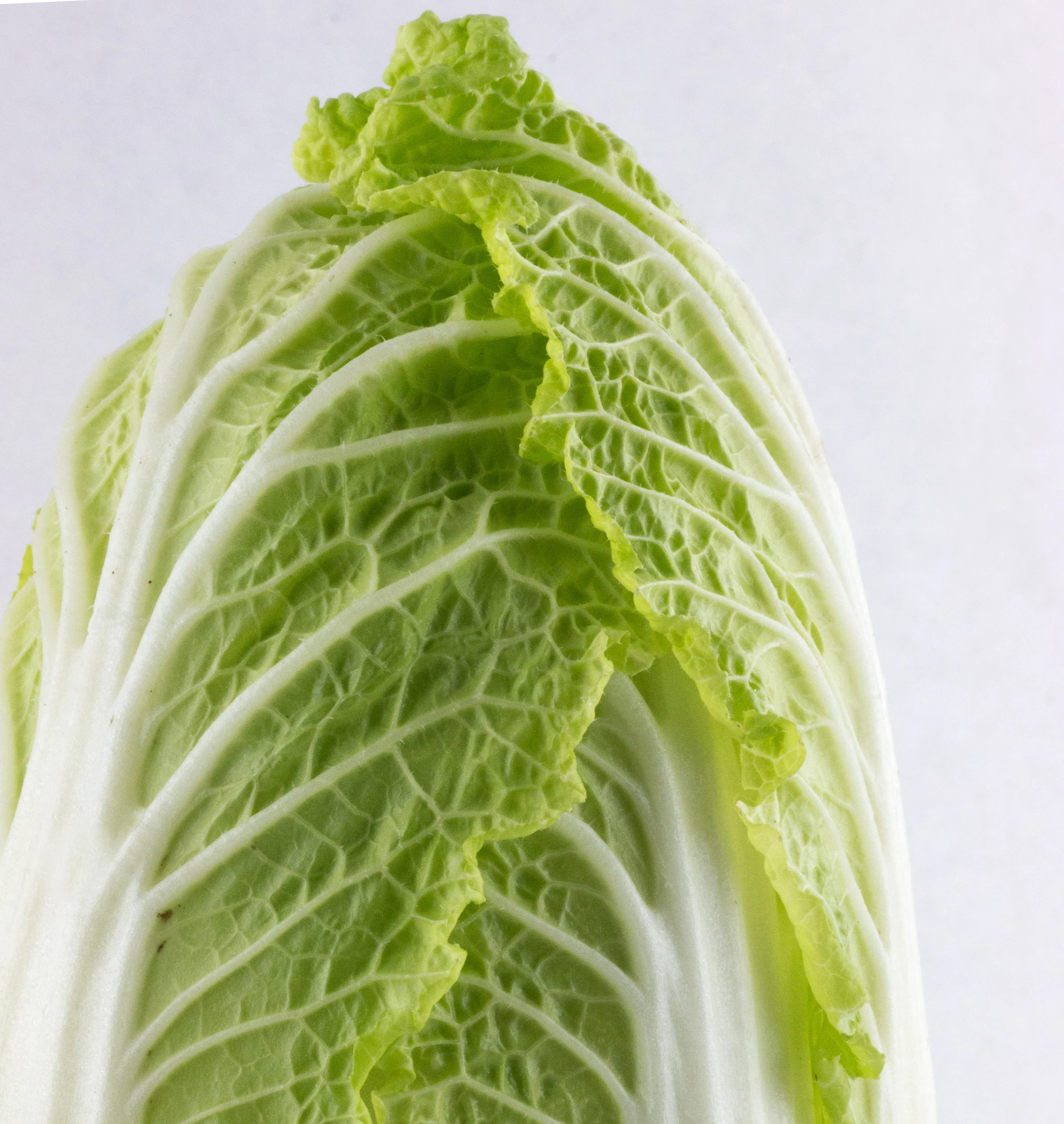 Napa Cabbage close-up
