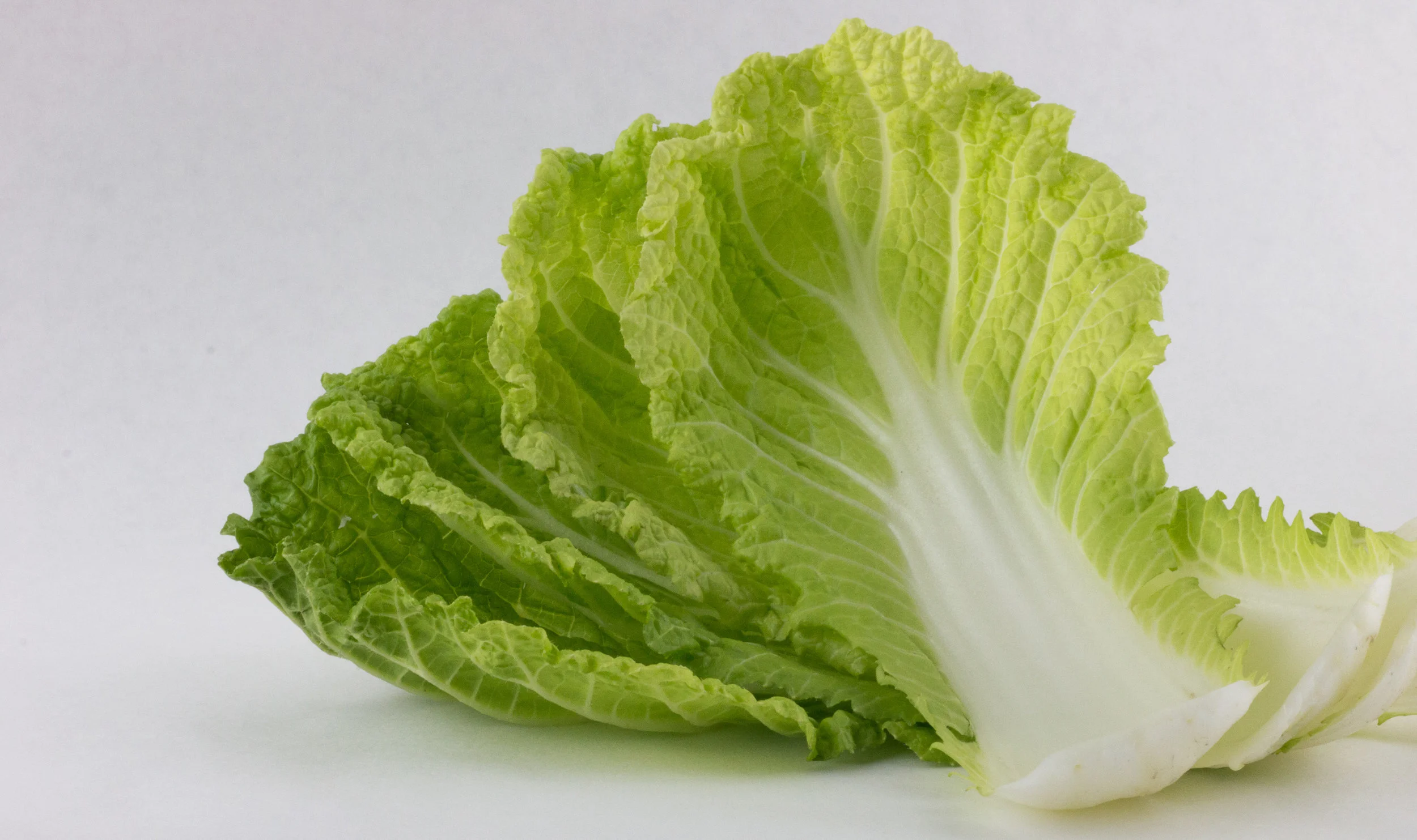 Napa Cabbage leaves in variegated tones 