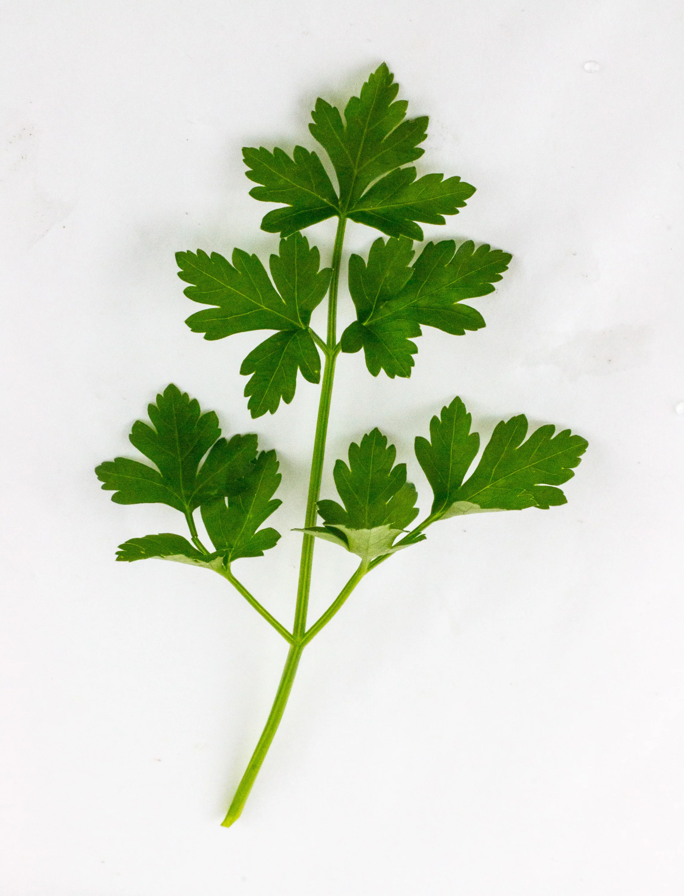 Fresh Italian Parsley