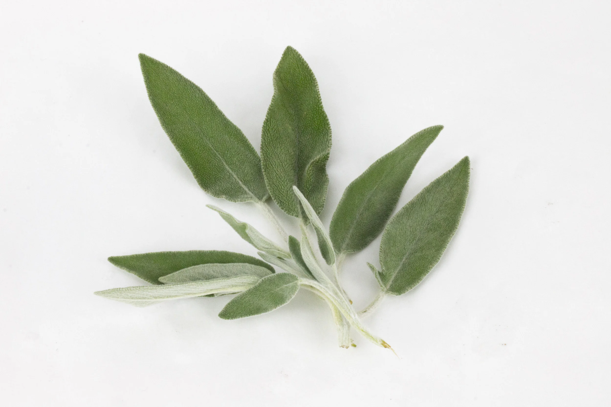 Fragrant Sage
