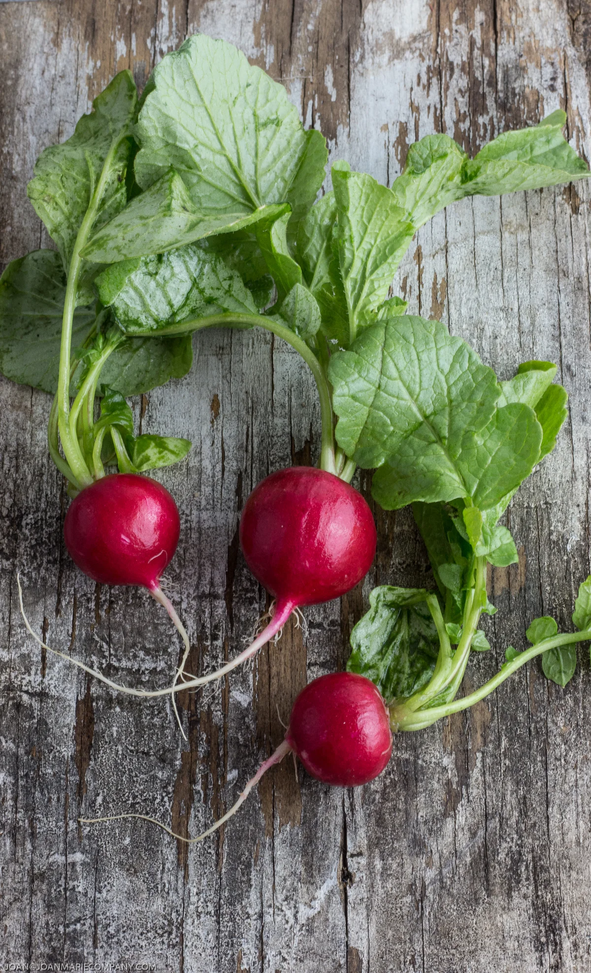 Radishes on weathered wood - joanmariecompany.com