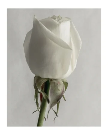 White Rose Stem 8x10 with border.jpg