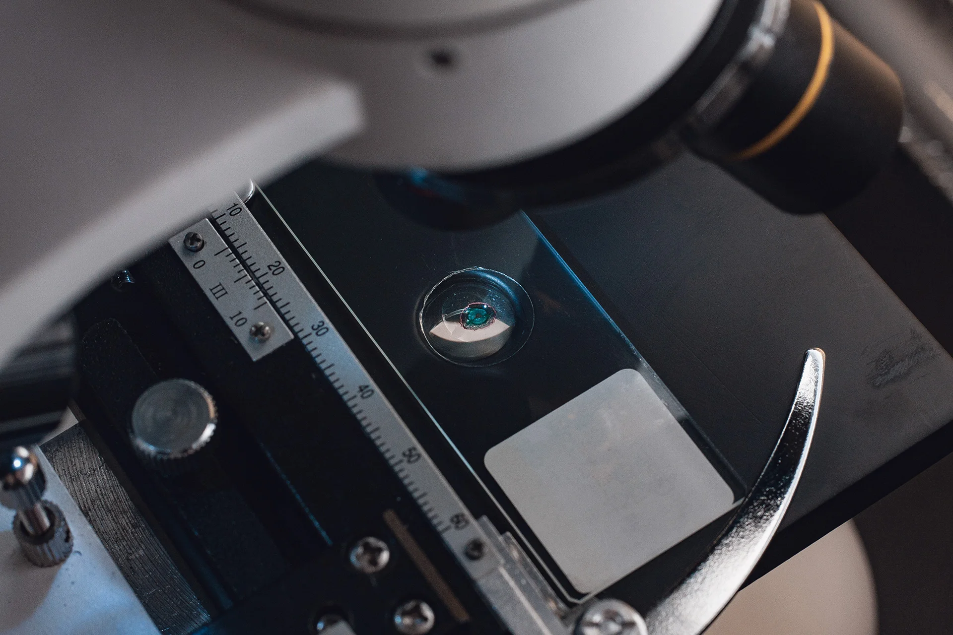 Mendel project microscopic photography francois hurtaud.jpg