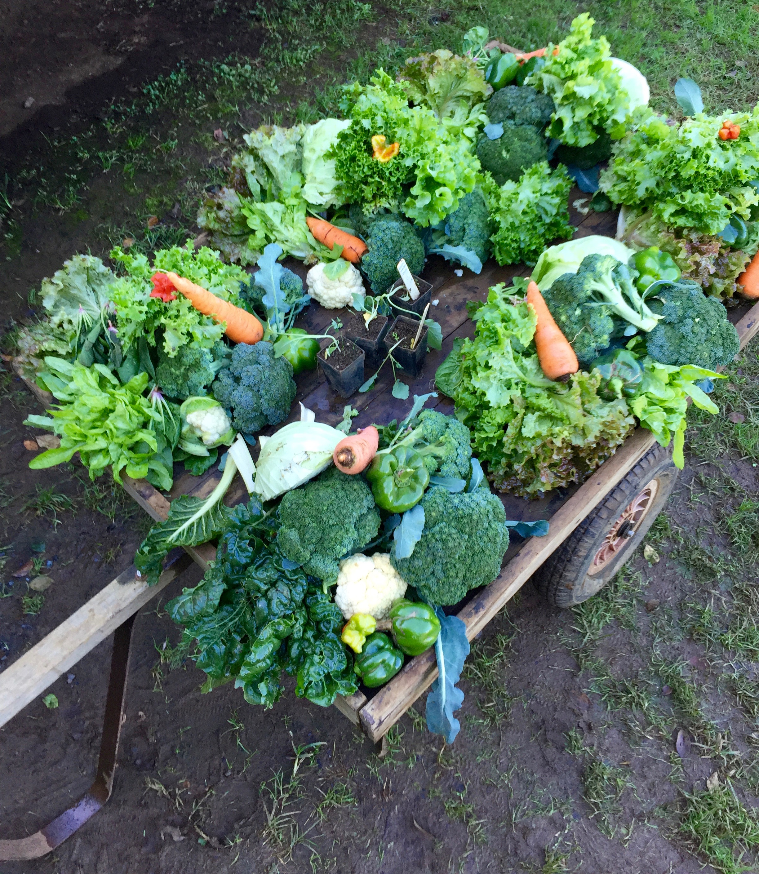 Community Garden Winter Abundance