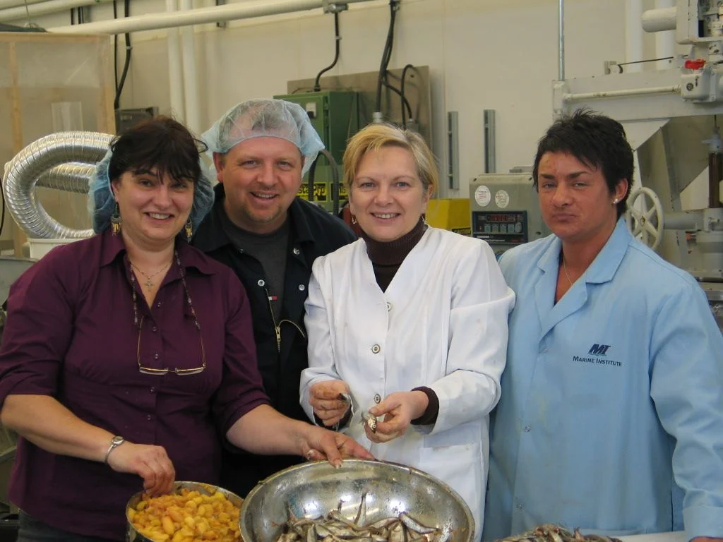 In production to extract capelin row