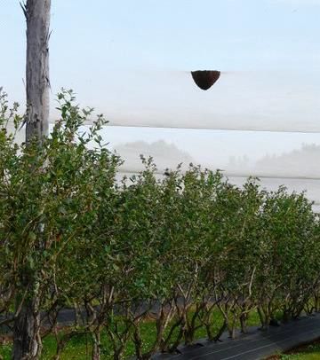 Geoff Manning took this picture of a swarm that had settled on the inside of the net at a blueberry farm. The swarm was caught successfully. Thanks for the photo Geoff.