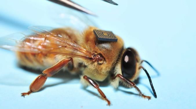 A Bee with a Sensor Fitted (Source: www.abc.net.au/news/)
