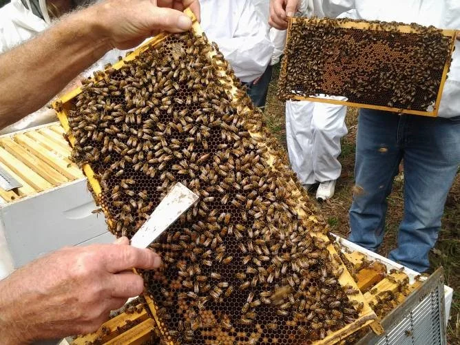 The queen is easily visible above the hive tool