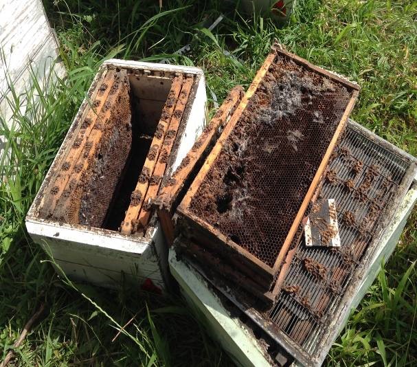 Wax moth damage