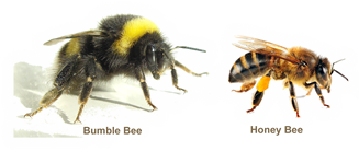 The bumbebee is substantially larger than a honeybee
