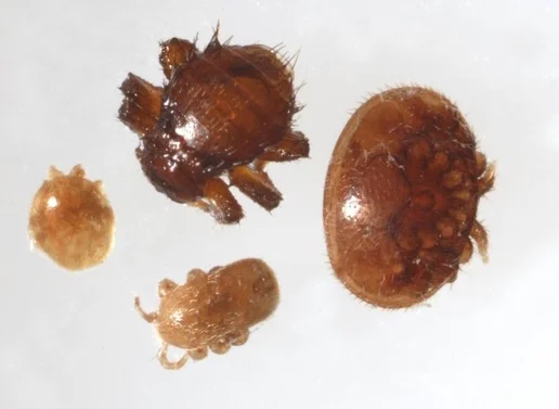 Clockwise from top: Braula fly, varroa mite, tropilaelaps mite and pollen mite. Image: Food and Environment Agency. Crown Copyright
