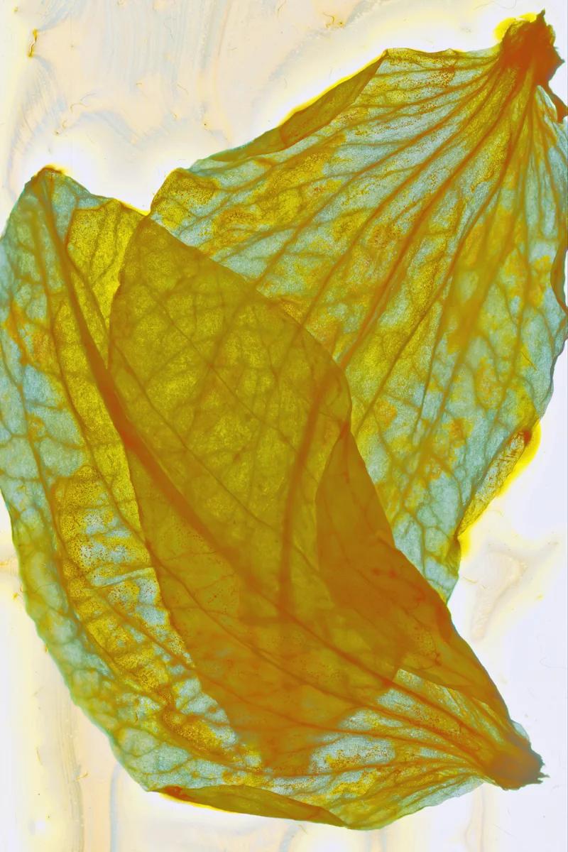 'Flora #61' (mixed media)