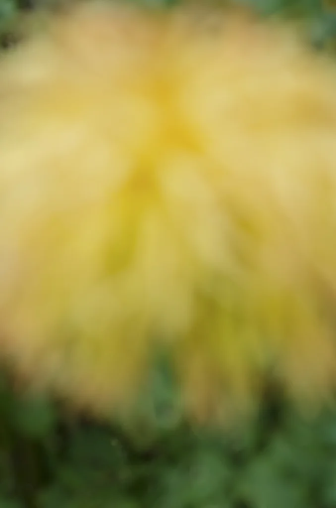 Defocused #451 (photography)
