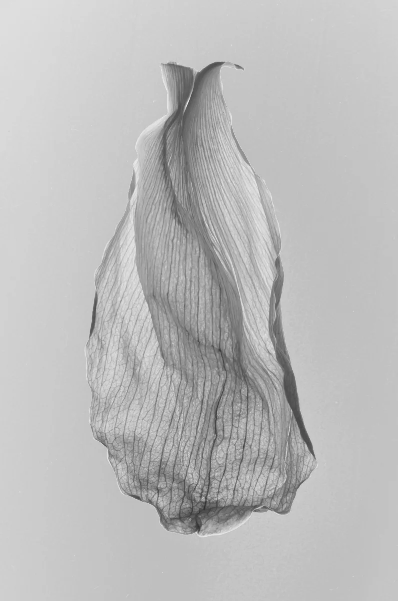 ‘Photographic study #60 (in black and white)’ 190515 (photography)