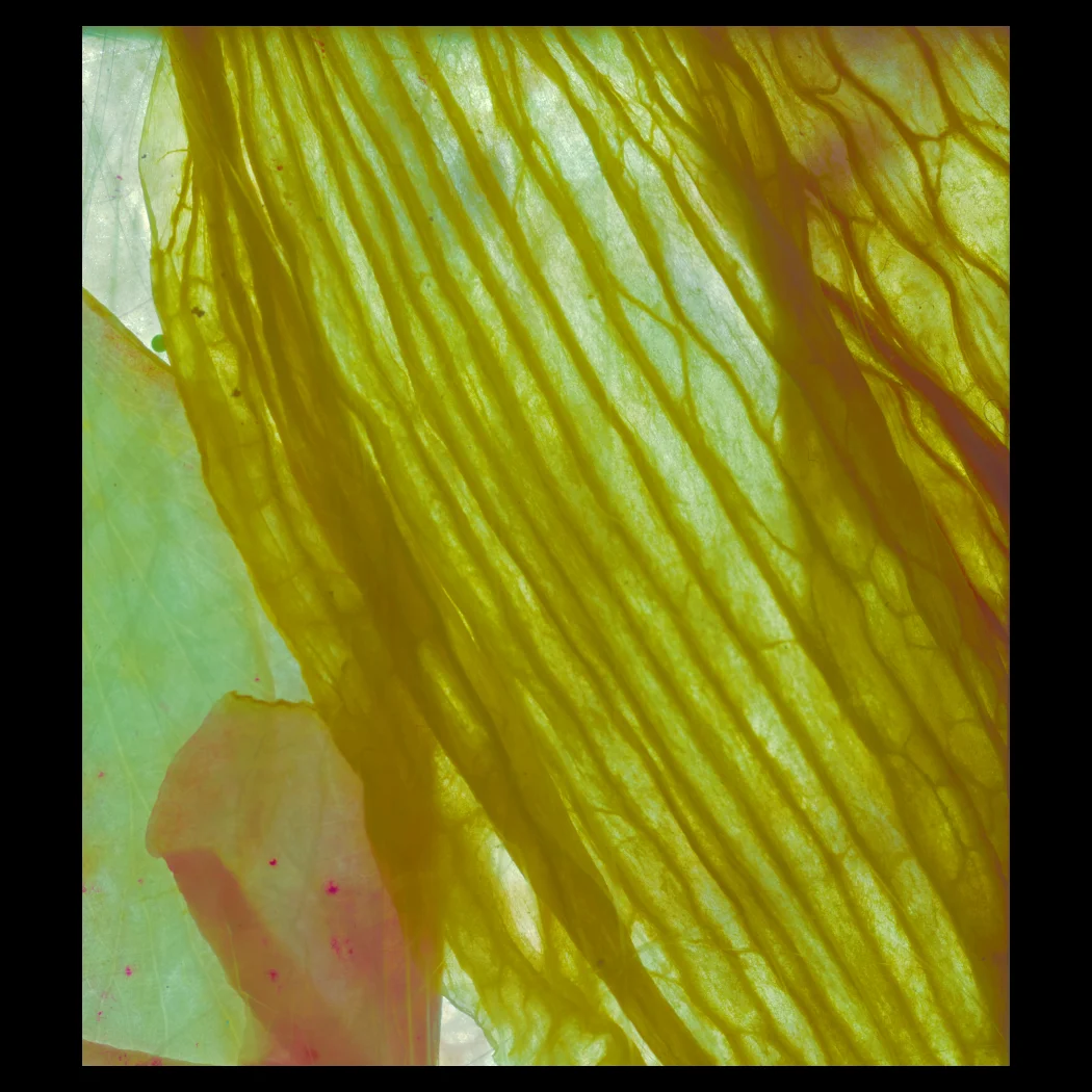 Flora 40 221016. Mixed media (Flora, ink, watercolour). Digital scan.