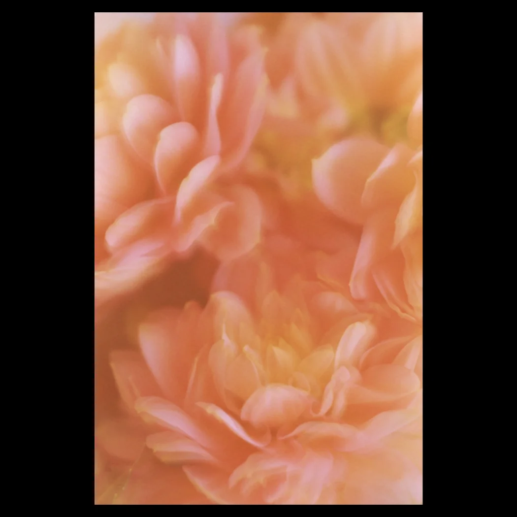 I never knew love like this before.... (AKA - Boiled #51). March 2019. AGFA CT Precisa, 35mm film.