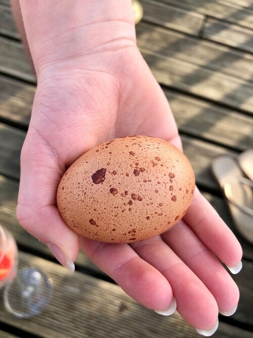 Violet egg.jpeg