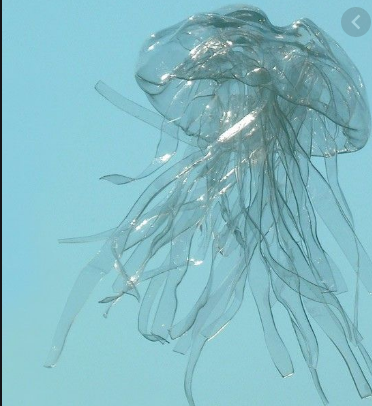 plastic bottle jellyfish.PNG