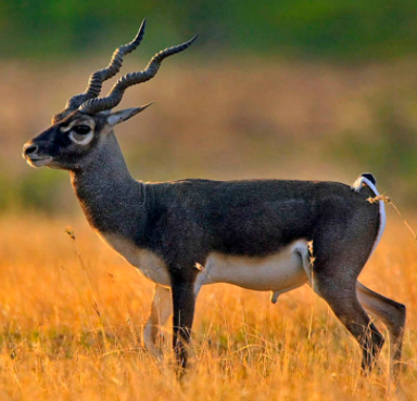antelope.PNG