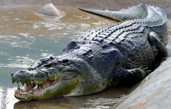 crocodile.PNG