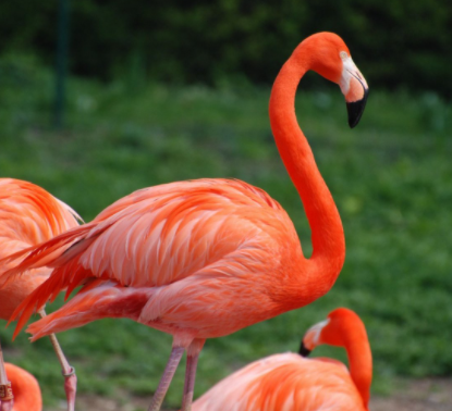 flamingo.PNG