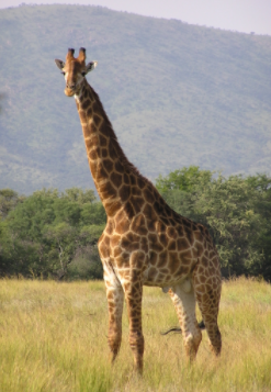 giraffe.PNG