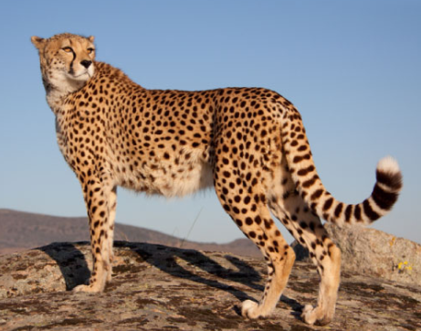 cheetah.PNG