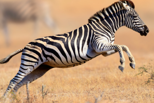 zebra.PNG