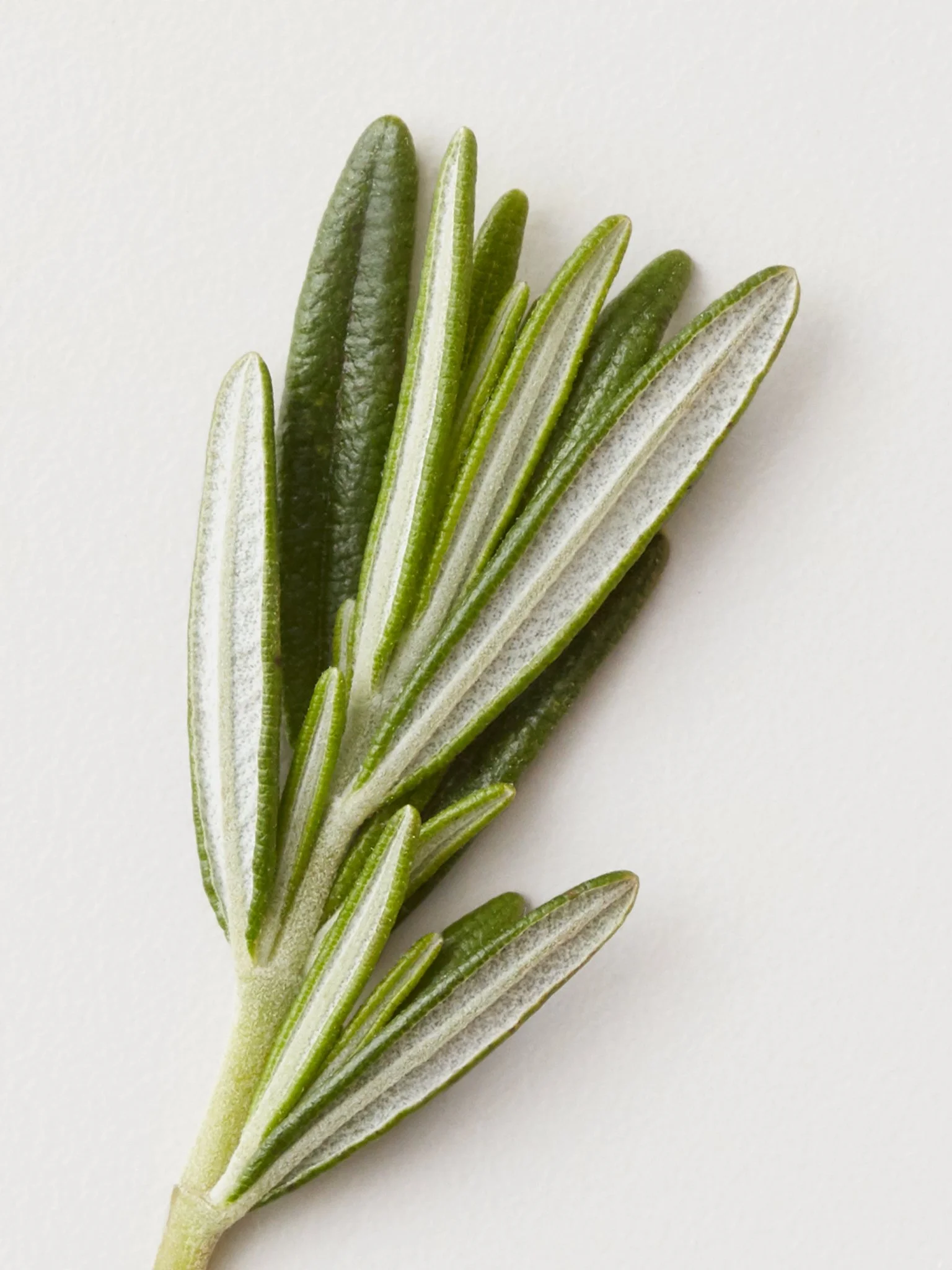 Rosemary_Ingredients.jpg