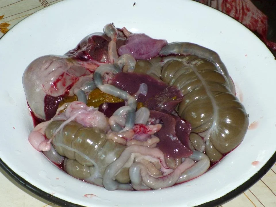 The insides of a guinea pig. Rather colorful, don't you think?