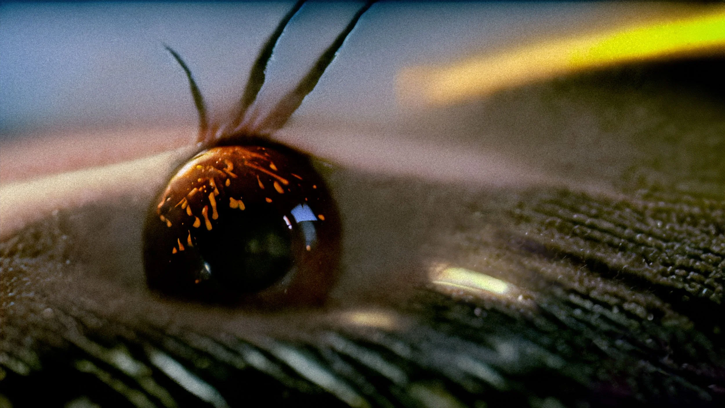 Director Daniel Clements - Website Content011.jpg