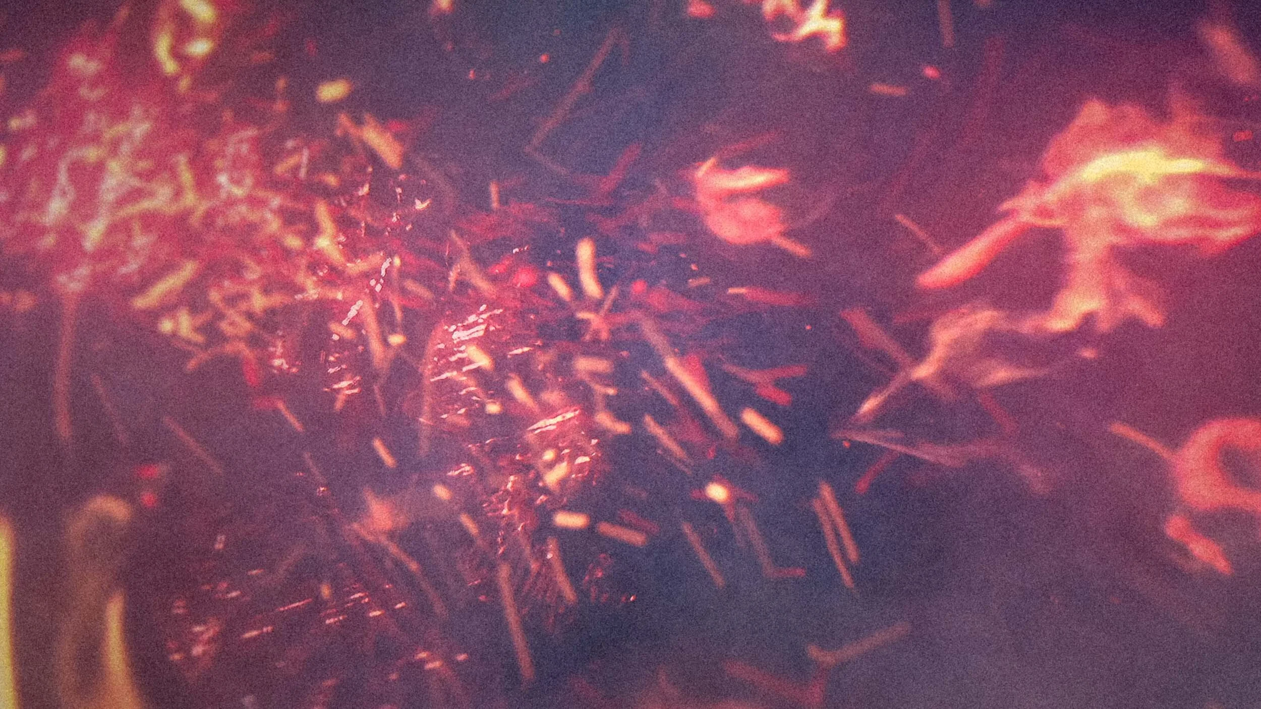 Daniel Clements Director - Burned Alive BG.jpg