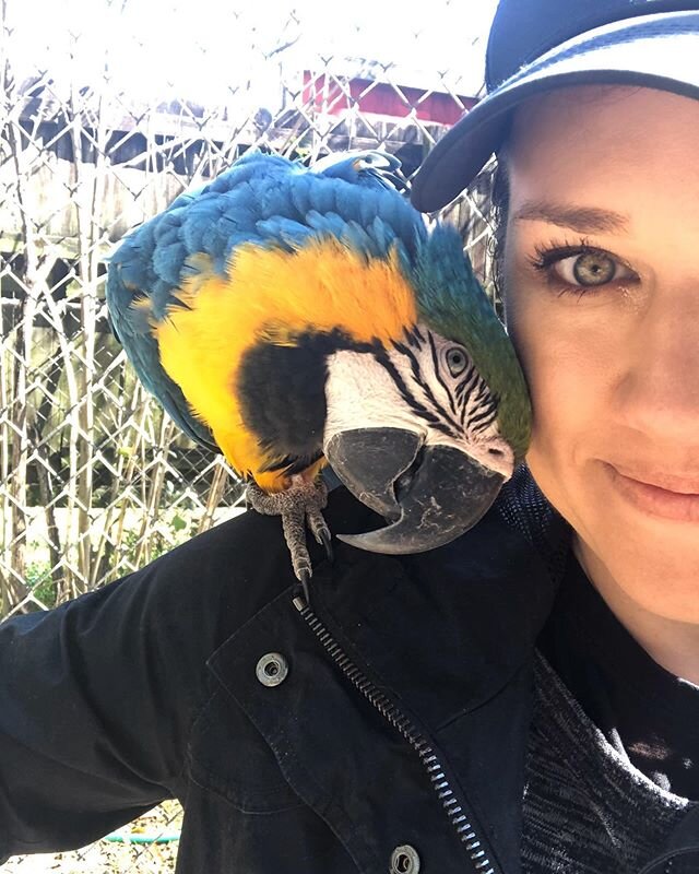 Don&rsquo;t mind me. Just over here cuddling with my new friend Sammy (🦜). The volunteers at @unclesandysmacawbird are caring for this friendly guy while his owner is deployed. Visiting a bird rescue wasn&rsquo;t what I thought would be a highlight 