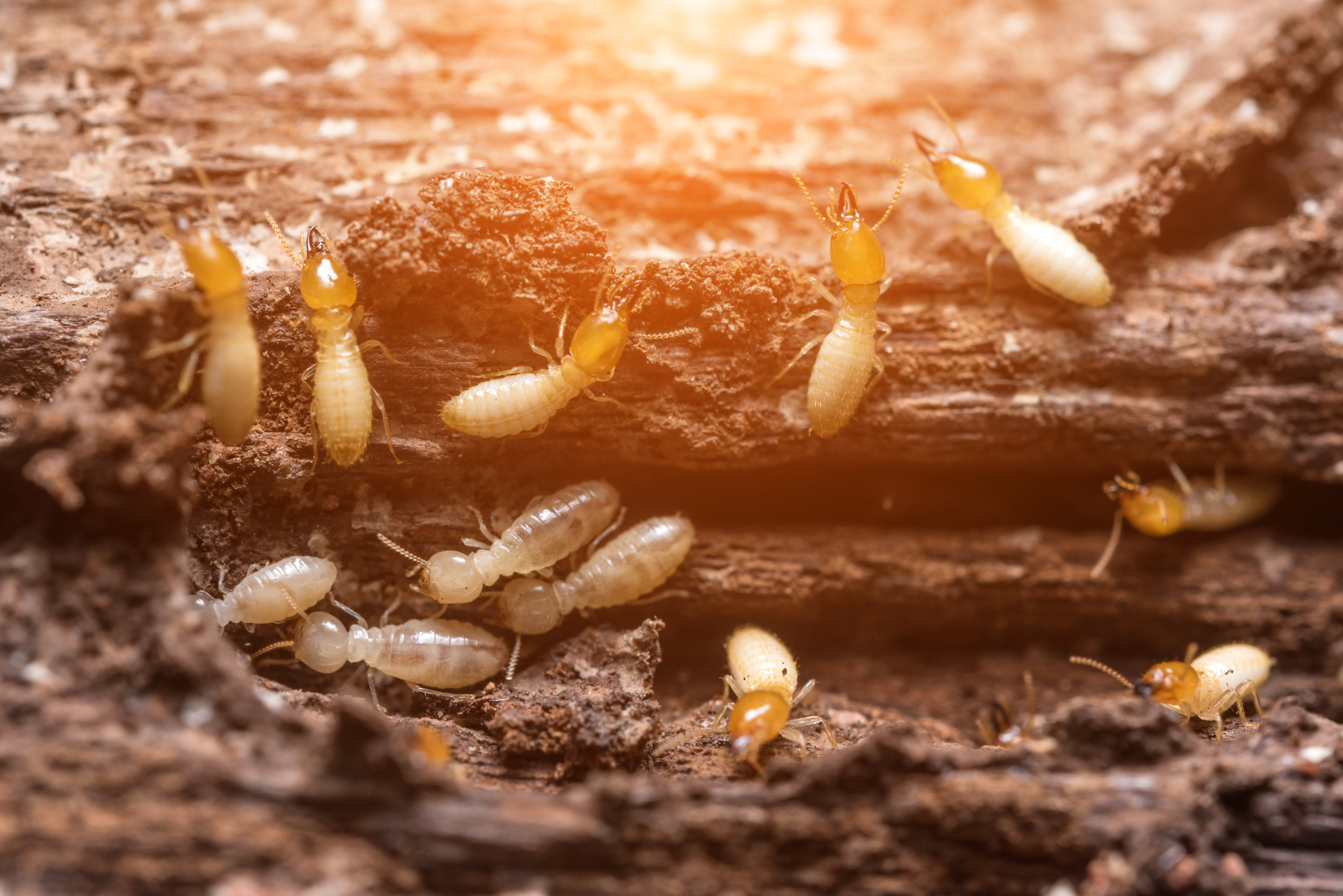   Proven Track Record   We are experts in termites for commercial properties. Our termite specialists have got you covered.   About Our Team  