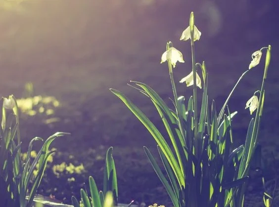 From winter to spring