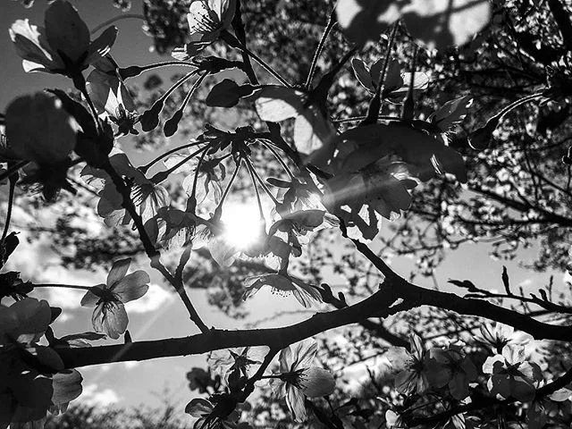 light shining through... #flower #petitsmachinsband #awayfromyou #music #indie #noise #shoegaze #blackandwhitephotography #cherry #cherrybloom #cherryflower #cherryblossom