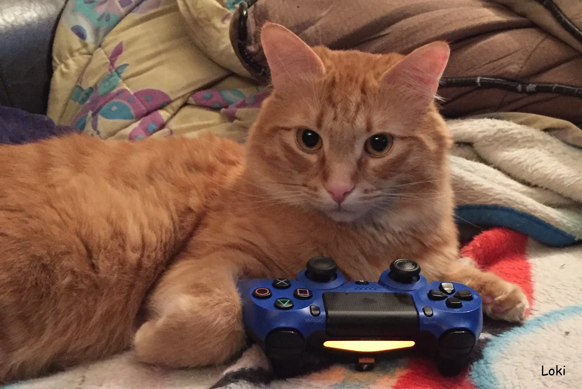 videogame-cat.JPG