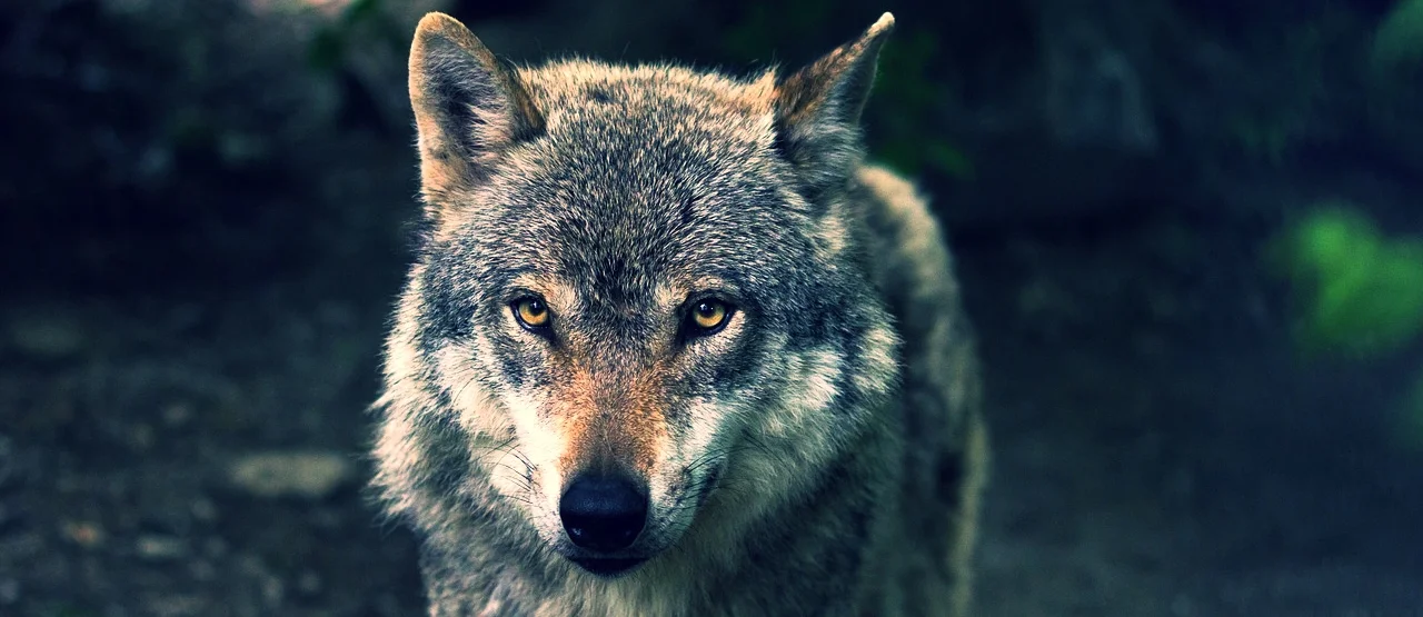 wolf-635063_1280.jpg