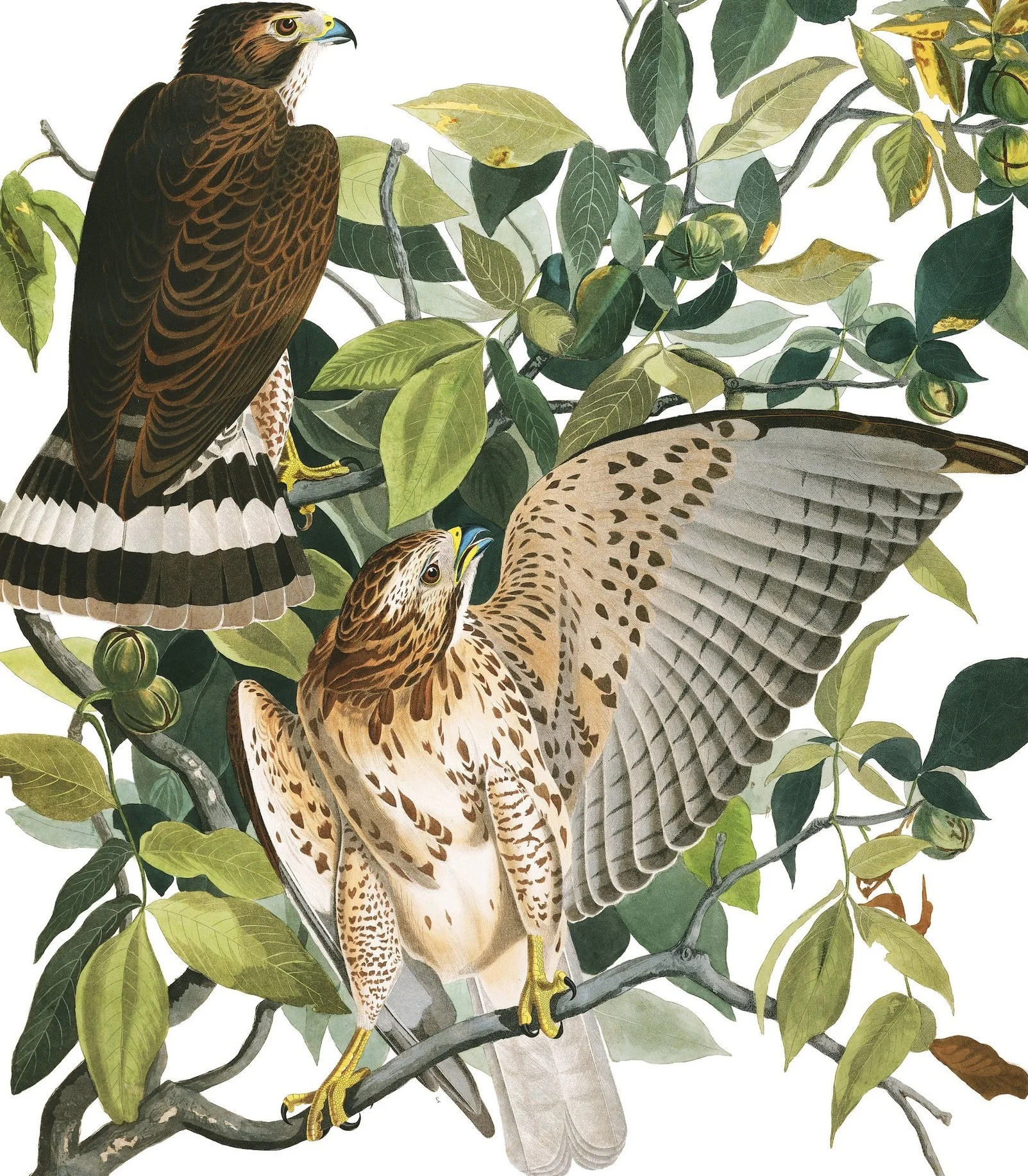 Medium Distance Migrant Broad Winged Hawk The Poetry Barn