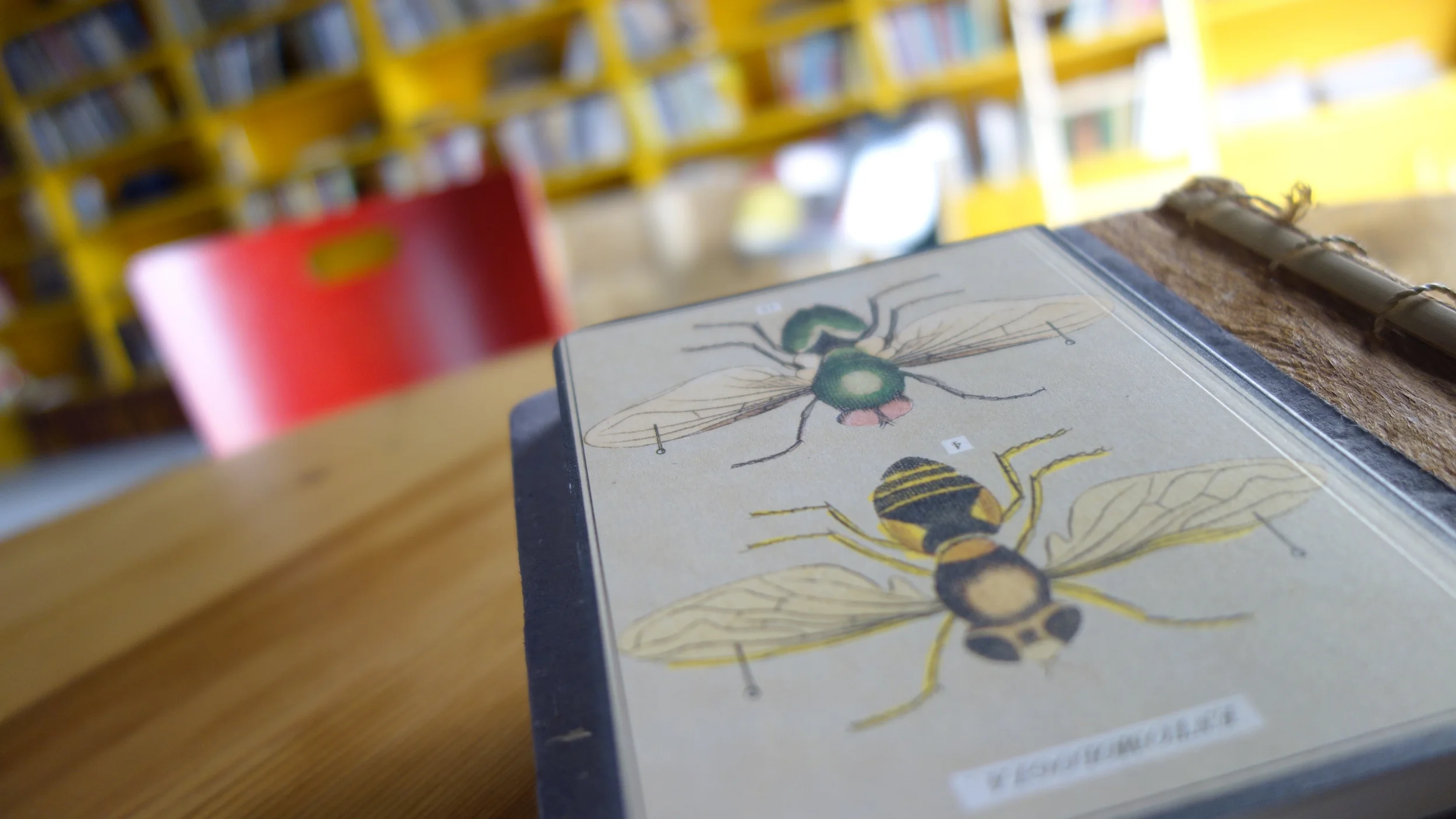 bees1.jpg
