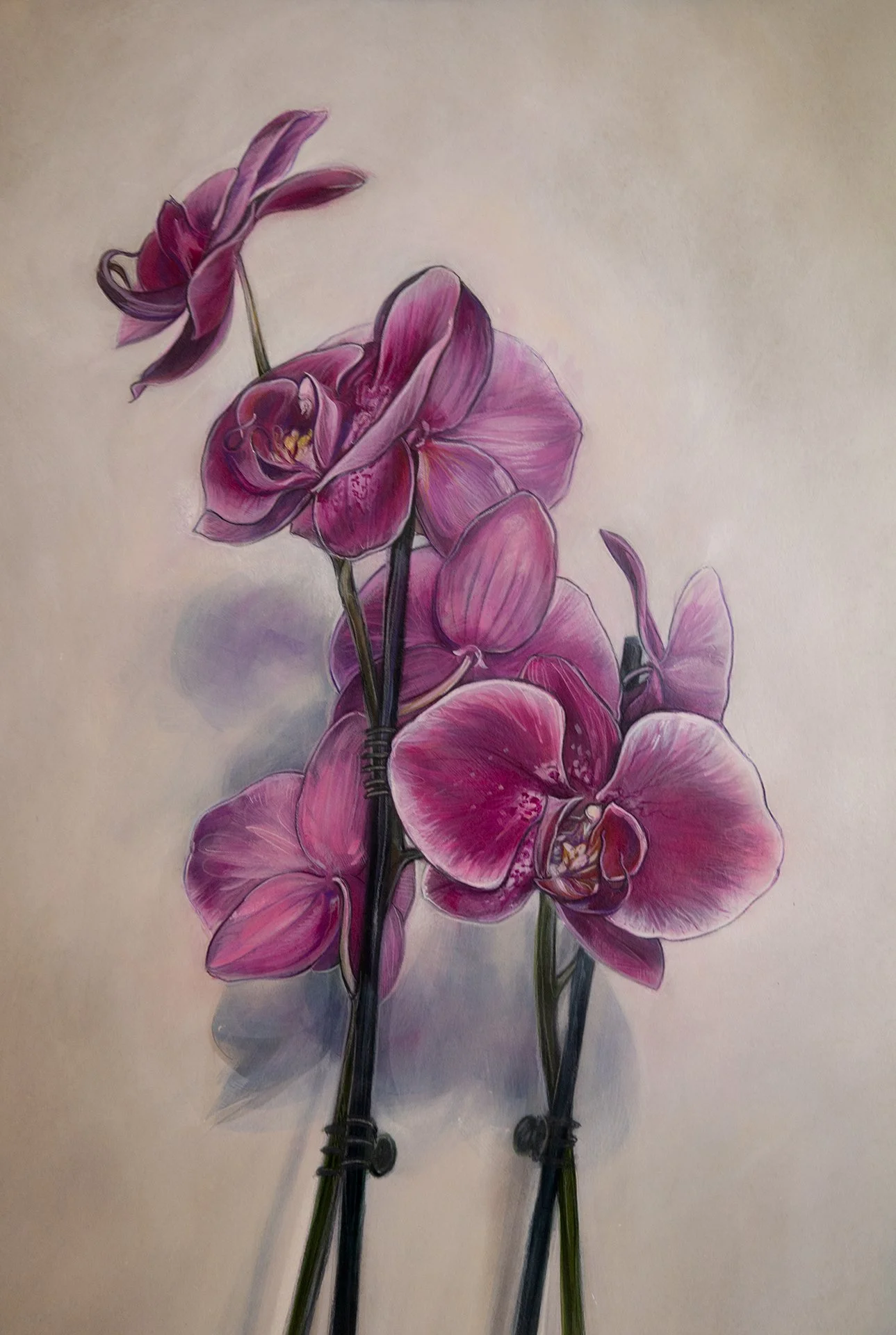 Fuschia Orchid 2023_web.jpg