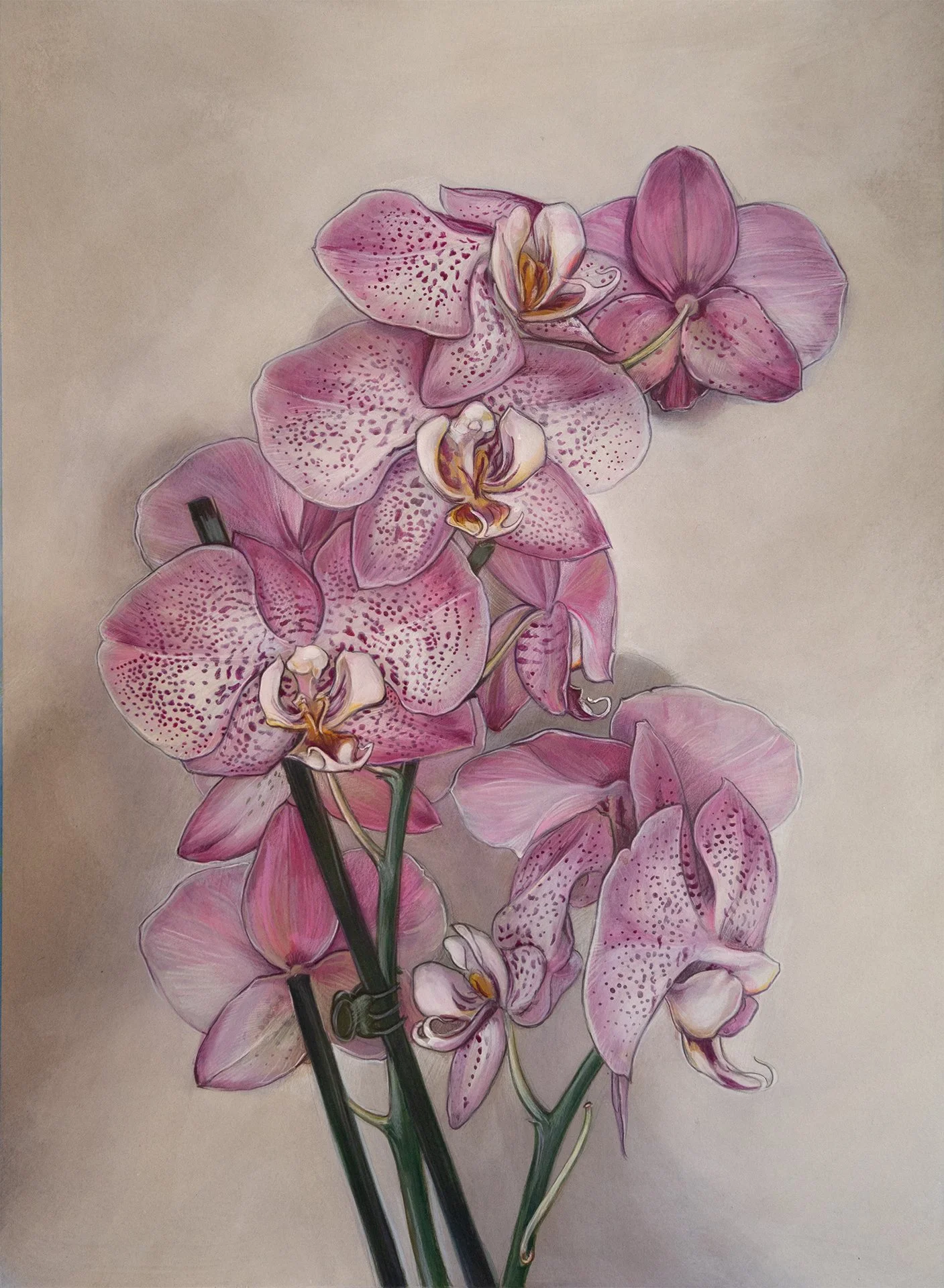 Speckled Fuschia Phalaenopsis 