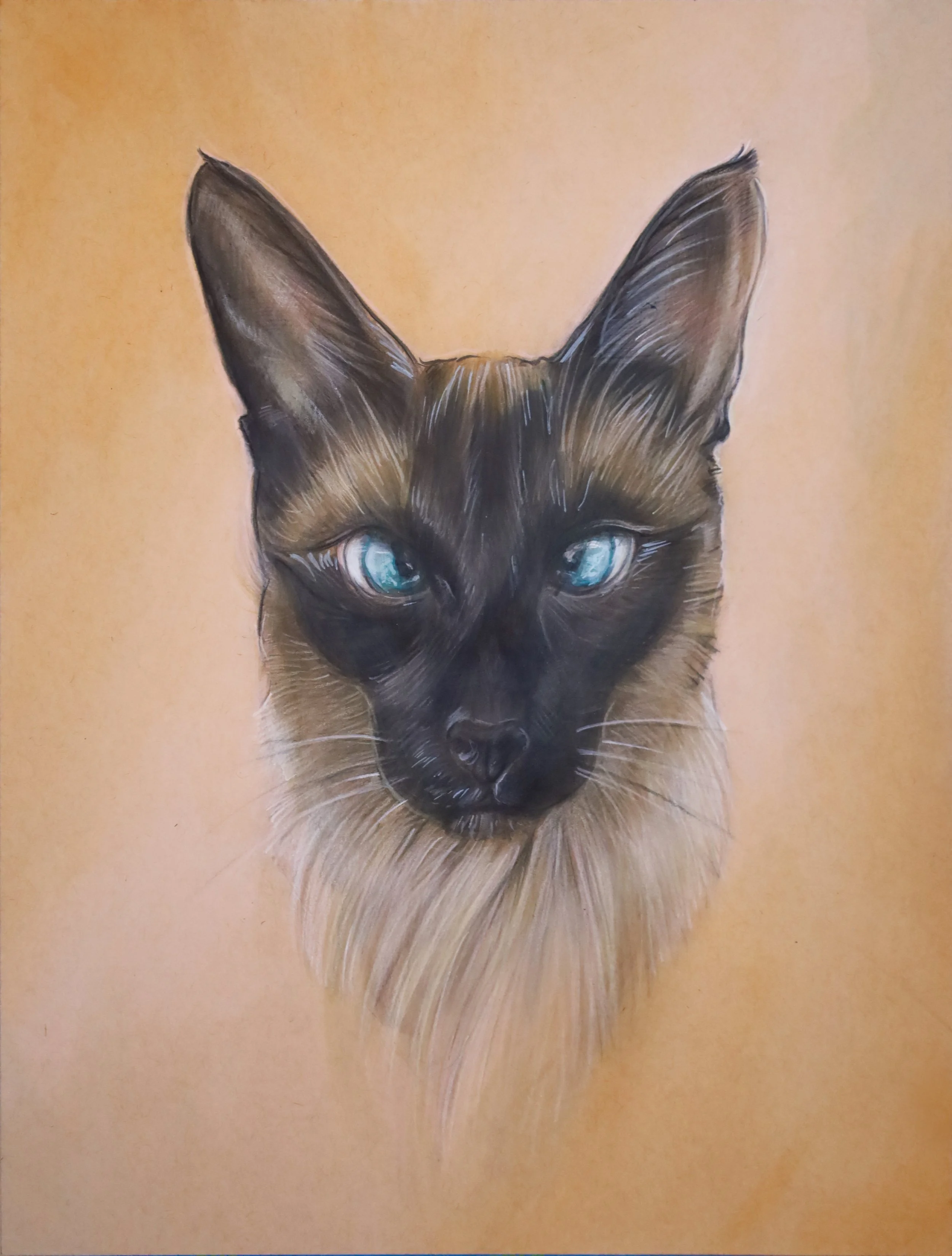 Elvis the feline_2023.jpg